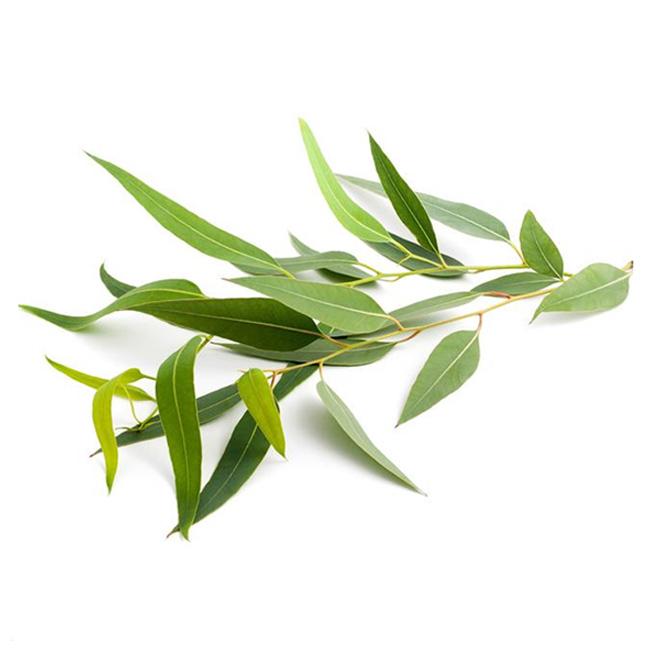 Giới Thiệu Về Bạch Đàn Chanh