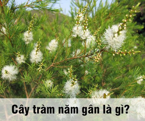 Những điều bạn nên biết về cây tràm năm gân